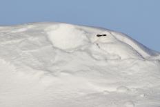 Whooper Swan standing in snowfall,Hokkaido, Japan-Markus Varesvuo-Photographic Print