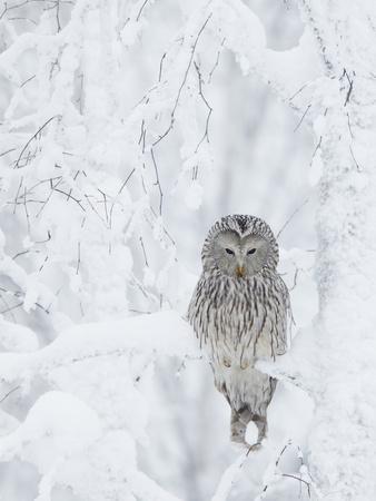 Ural Owl (Stix Uralensis) Resting in Snowy Tree, Kuusamo, Finland