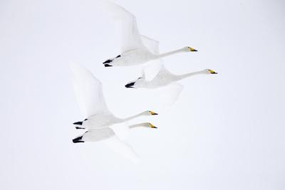 Whooper swan, four in flight. Hokkaido, Japan