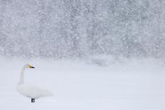 Willow grouse camouflaged against snow, Utsjoki, Finland-Markus Varesvuo-Photographic Print