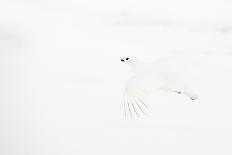 Dipper in stream surrounded by snow, Inai Kiilopaa, Finland-Markus Varesvuo-Photographic Print
