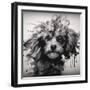 Marley-Sasha-Framed Giclee Print