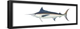 Marlin (Makaira Nigricans), Blue Marlin, Fishes-Encyclopaedia Britannica-Framed Poster