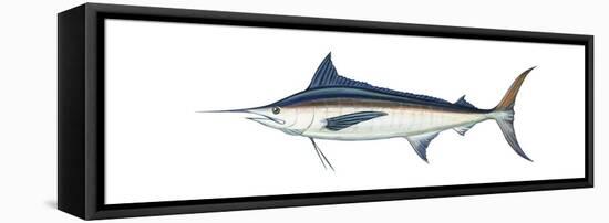 Marlin (Makaira Nigricans), Blue Marlin, Fishes-Encyclopaedia Britannica-Framed Stretched Canvas