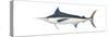 Marlin (Makaira Nigricans), Blue Marlin, Fishes-Encyclopaedia Britannica-Stretched Canvas