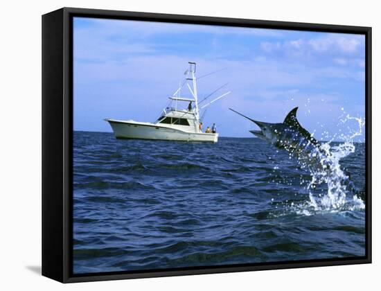 Marlin with Fishing Boat in Background-null-Framed Stretched Canvas