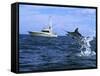 Marlin with Fishing Boat in Background-null-Framed Stretched Canvas