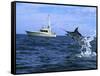 Marlin with Fishing Boat in Background-null-Framed Stretched Canvas