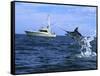 Marlin with Fishing Boat in Background-null-Framed Stretched Canvas