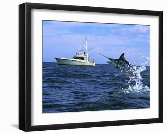 Marlin with Fishing Boat in Background-null-Framed Premium Photographic Print