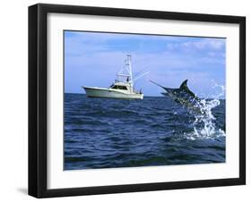 Marlin with Fishing Boat in Background-null-Framed Premium Photographic Print