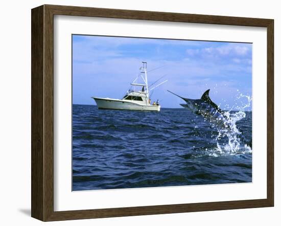 Marlin with Fishing Boat in Background-null-Framed Photographic Print