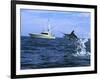 Marlin with Fishing Boat in Background-null-Framed Photographic Print
