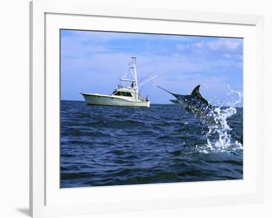 Marlin with Fishing Boat in Background-null-Framed Photographic Print