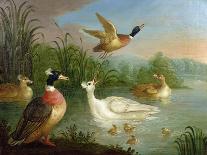 Ducks, Poultry and Doves by a Wall on a River Bank-Marmaduke Cradock-Framed Giclee Print