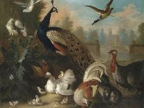 A Peacock, Turkey and Other Birds in an Ornamental Garden-Marmaduke Cradock-Stretched Canvas