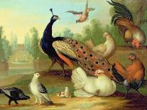 Two Peacocks, Doves, Chickens and a Rooster in a Parkland-Marmaduke Cradock-Giclee Print