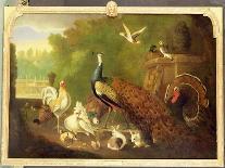 Ducks, Poultry and Doves by a Wall on a River Bank-Marmaduke Cradock-Framed Stretched Canvas