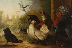 Two Peacocks, Doves, Chickens and a Rooster in a Parkland-Marmaduke Cradock-Giclee Print