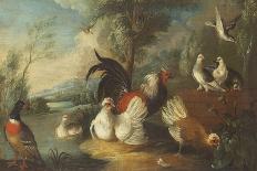 Ducks, Poultry and Doves by a Wall on a River Bank-Marmaduke Cradock-Framed Giclee Print