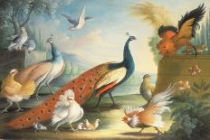 Two Peacocks, Doves, Chickens and a Rooster in a Parkland-Marmaduke Cradock-Giclee Print