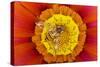 Marmalade Hover Fly on Gazania Flower-null-Stretched Canvas