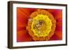 Marmalade Hover Fly on Gazania Flower-null-Framed Photographic Print