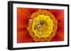 Marmalade Hover Fly on Gazania Flower-null-Framed Photographic Print