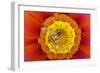 Marmalade Hover Fly on Gazania Flower-null-Framed Photographic Print