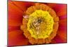 Marmalade Hover Fly on Gazania Flower-null-Mounted Photographic Print