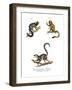 Marmoset, 1860-null-Framed Giclee Print