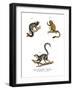 Marmoset, 1860-null-Framed Giclee Print