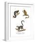 Marmoset, 1860-null-Framed Giclee Print