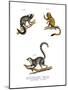 Marmoset, 1860-null-Mounted Giclee Print
