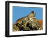 Marmot in Alaska-Charles Glover-Framed Giclee Print