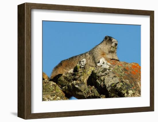 Marmot in Alaska-Charles Glover-Framed Giclee Print