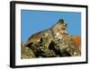 Marmot in Alaska-Charles Glover-Framed Giclee Print