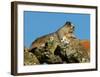 Marmot in Alaska-Charles Glover-Framed Giclee Print