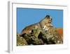 Marmot in Alaska-Charles Glover-Framed Giclee Print