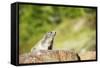 Marmot (Marmota Marmota), Zermatt, Valais, Swiss Alps, Switzerland, Europe-Christian Kober-Framed Stretched Canvas