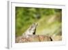 Marmot (Marmota Marmota), Zermatt, Valais, Swiss Alps, Switzerland, Europe-Christian Kober-Framed Photographic Print