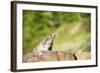 Marmot (Marmota Marmota), Zermatt, Valais, Swiss Alps, Switzerland, Europe-Christian Kober-Framed Photographic Print