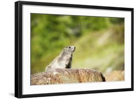 Marmot (Marmota Marmota), Zermatt, Valais, Swiss Alps, Switzerland, Europe-Christian Kober-Framed Photographic Print