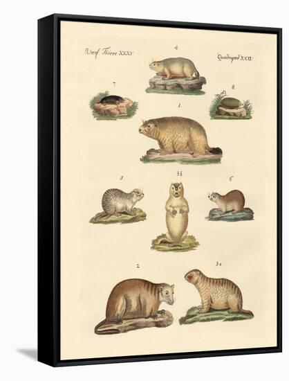 Marmots and Moles-null-Framed Stretched Canvas