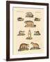 Marmots and Moles-null-Framed Giclee Print