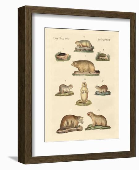 Marmots and Moles-null-Framed Giclee Print