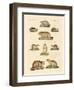 Marmots and Moles-null-Framed Giclee Print