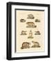 Marmots and Moles-null-Framed Giclee Print