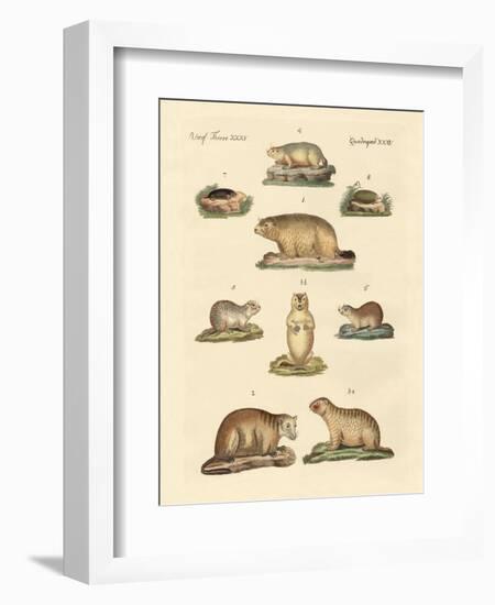 Marmots and Moles-null-Framed Giclee Print