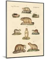 Marmots and Moles-null-Mounted Giclee Print